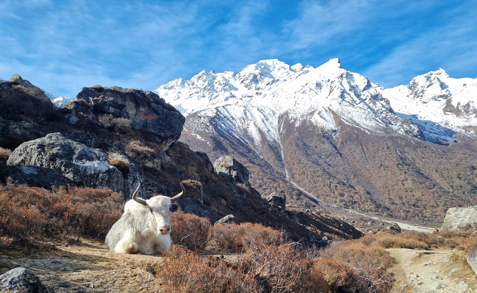 Yak above langtang village